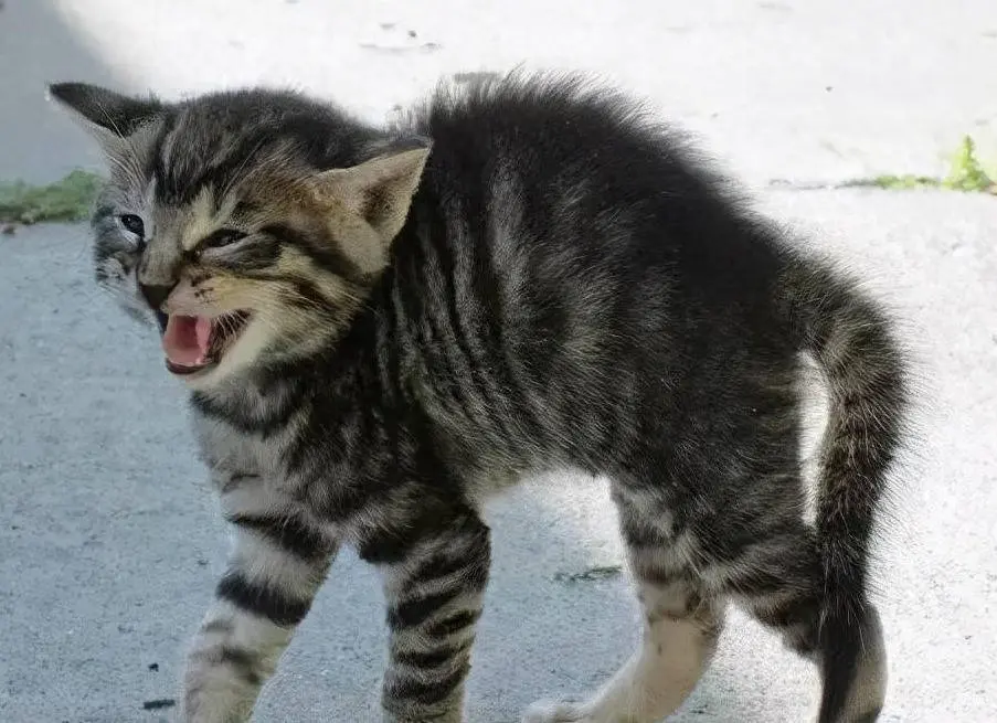 从猫咪的尾巴能看出猫咪的心情，这是绝对不会错的