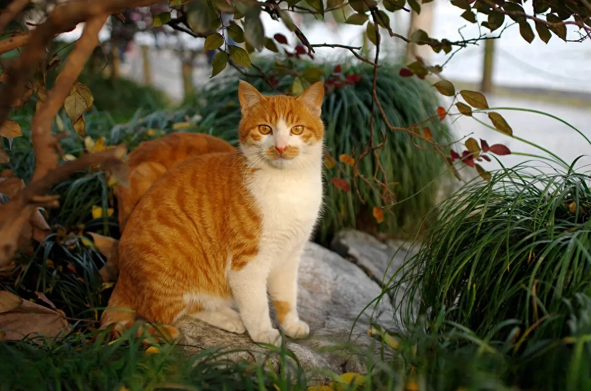 猫咪患上狂犬病的特征：有这几种症状，要注意了！