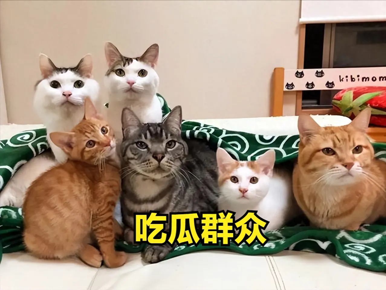 下面就是猫界“最忠心”的3种猫和“最白眼狼”的3种猫