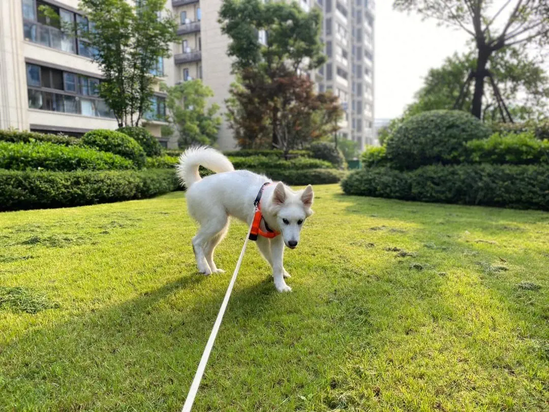 最伤狗的七个遛狗方式，也许你第一个就中招了！