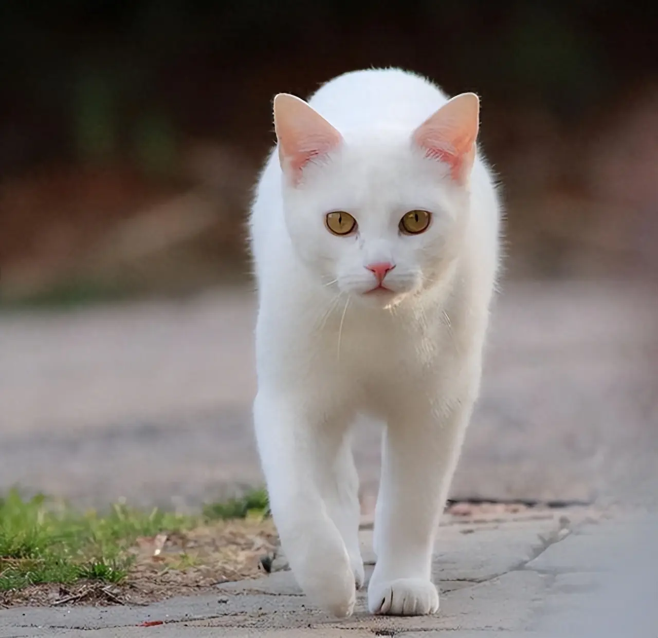 江湖人称“猫中二哈”的4种猫，真的非常调皮、简直能把人气死