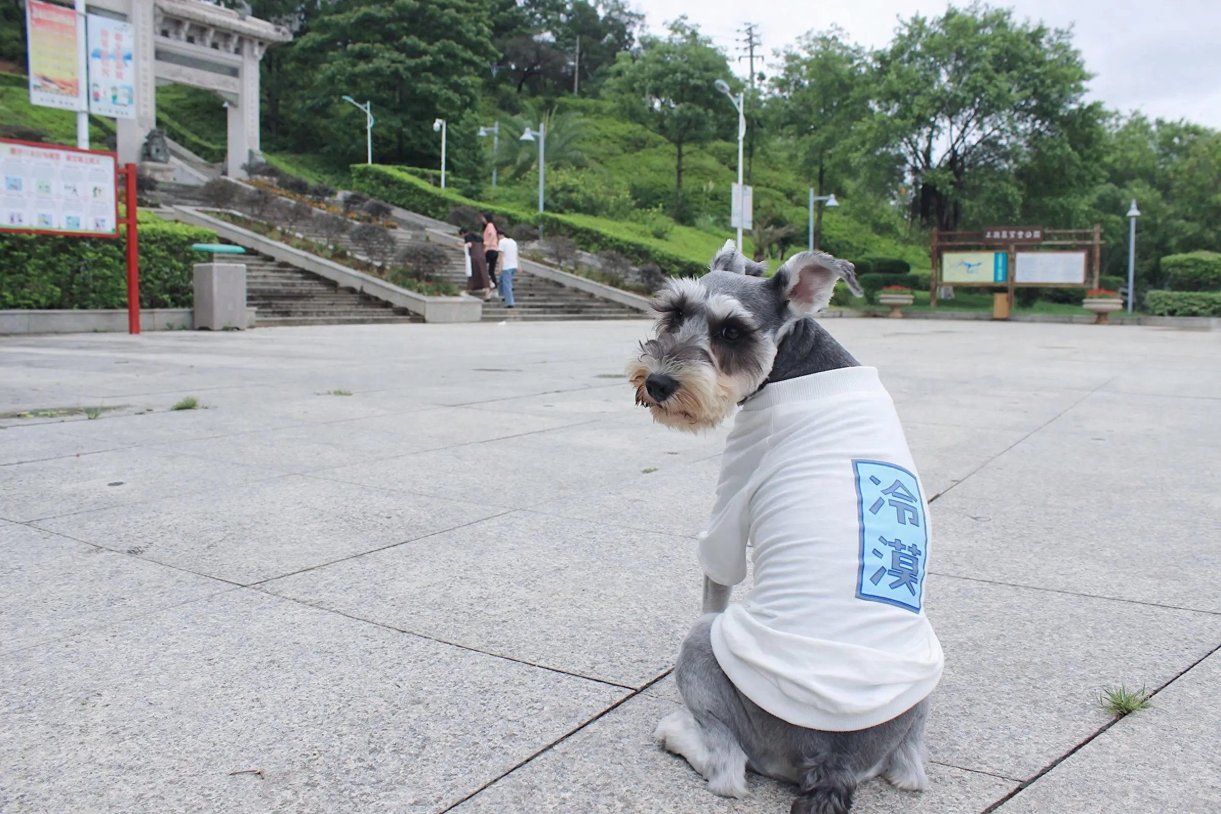 小型犬的选择很多，那为什么很多人开始养雪纳瑞呢？