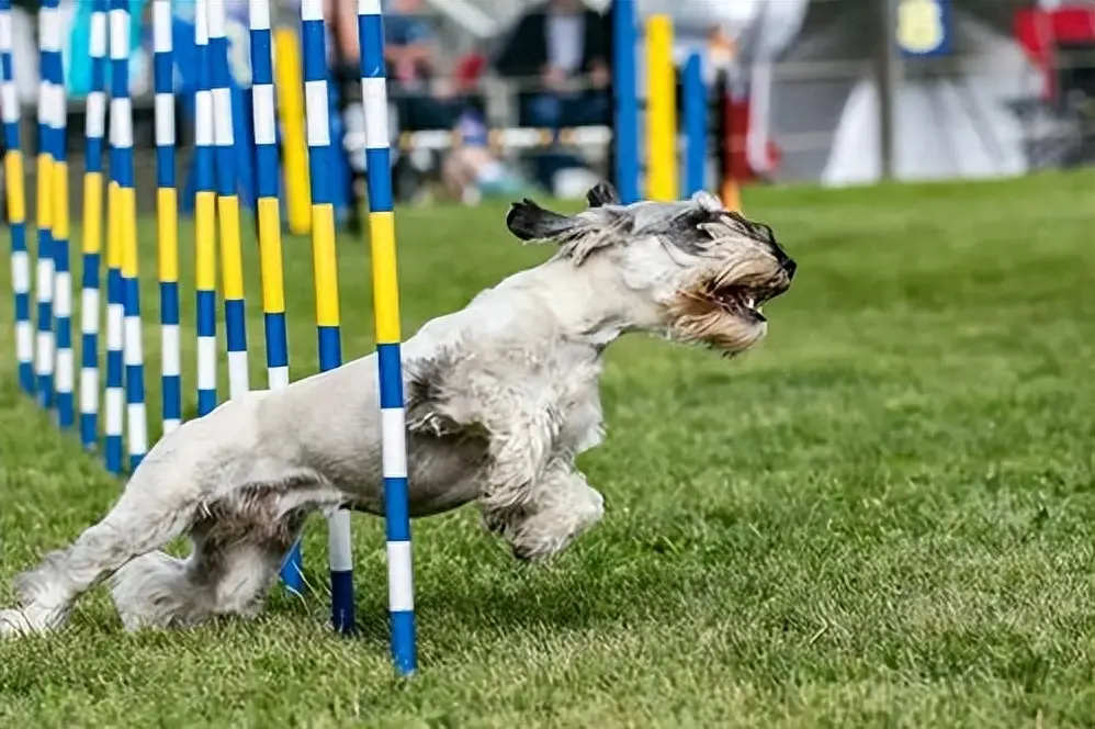 小型犬的选择很多，那为什么很多人开始养雪纳瑞呢？