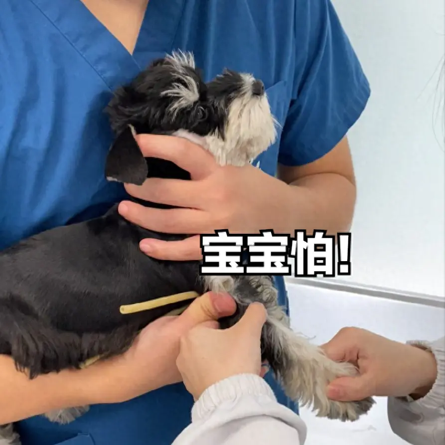 小型犬的选择很多，那为什么很多人开始养雪纳瑞呢？