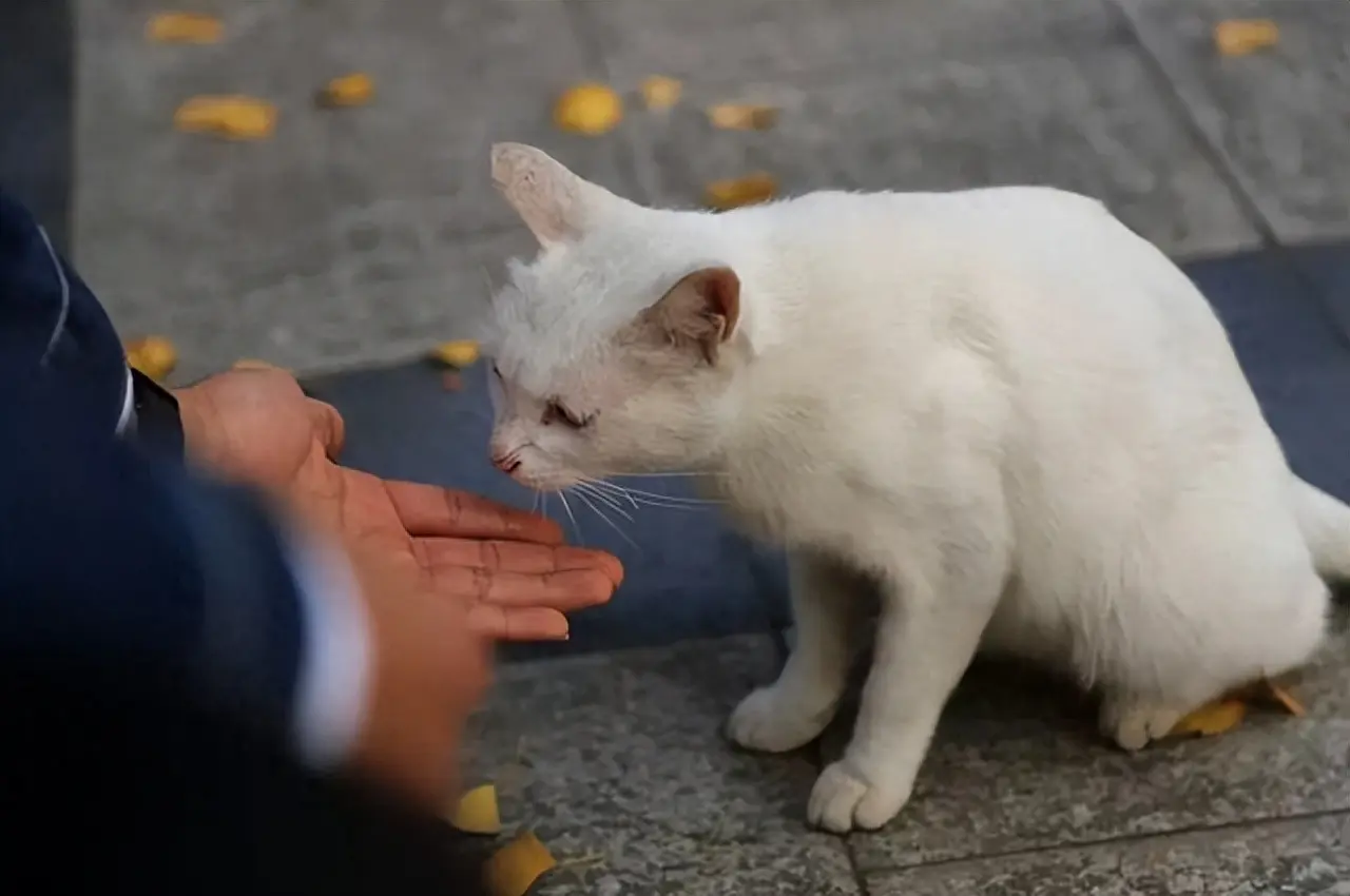 走丢半年的猫，在公园遇到了！时间超过一周以上的，一般很难再找回来了