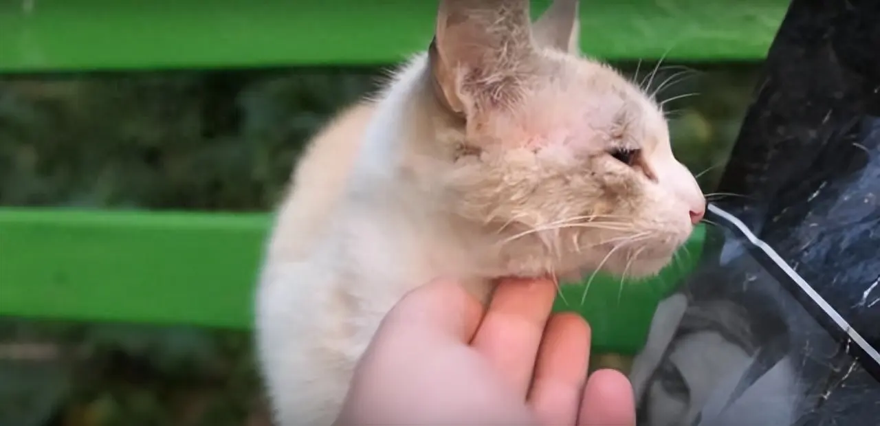 走丢半年的猫，在公园遇到了！时间超过一周以上的，一般很难再找回来了