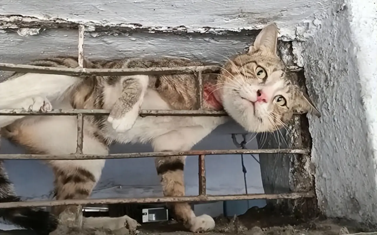 走丢半年的猫，在公园遇到了！时间超过一周以上的，一般很难再找回来了