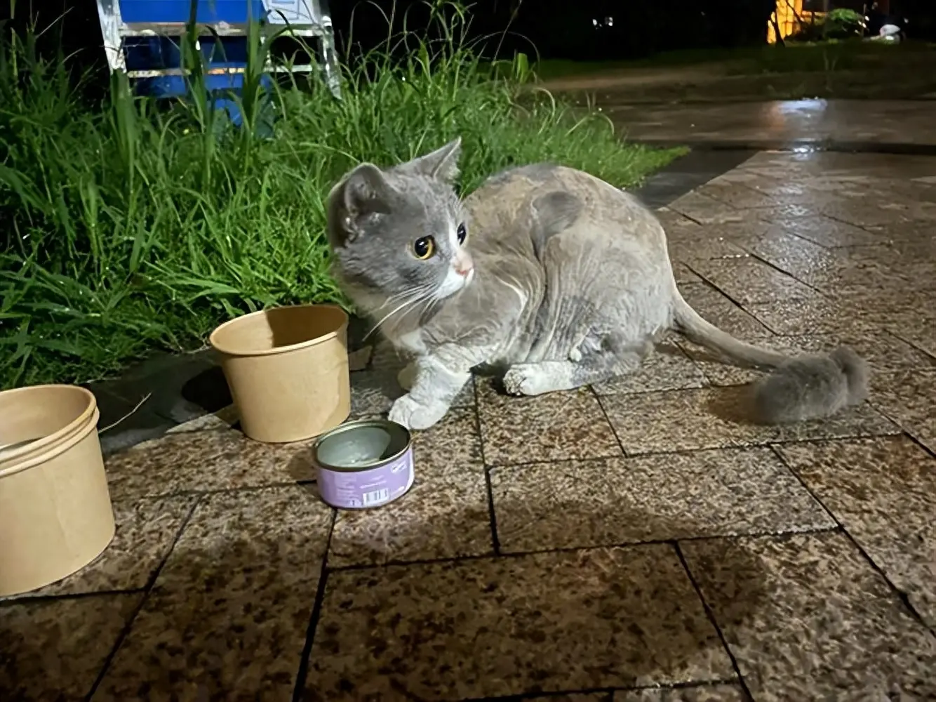 走丢半年的猫，在公园遇到了！时间超过一周以上的，一般很难再找回来了