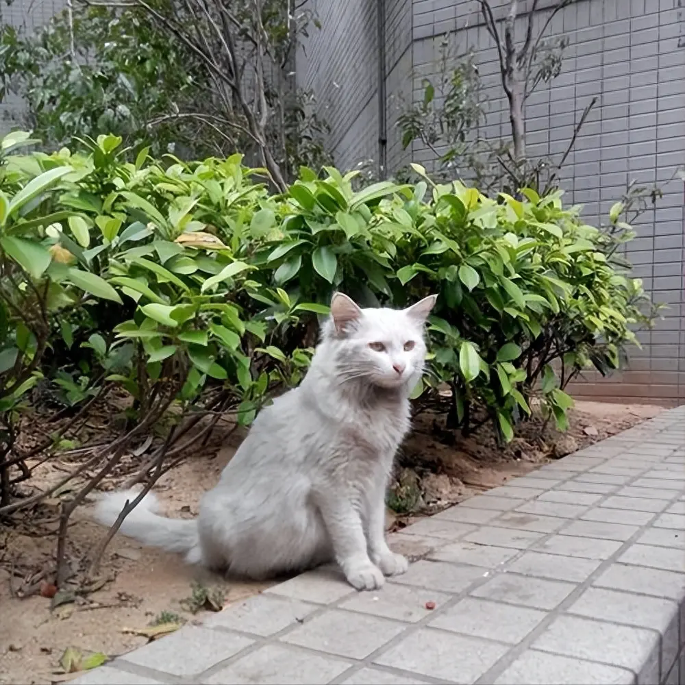 走丢半年的猫，在公园遇到了！时间超过一周以上的，一般很难再找回来了