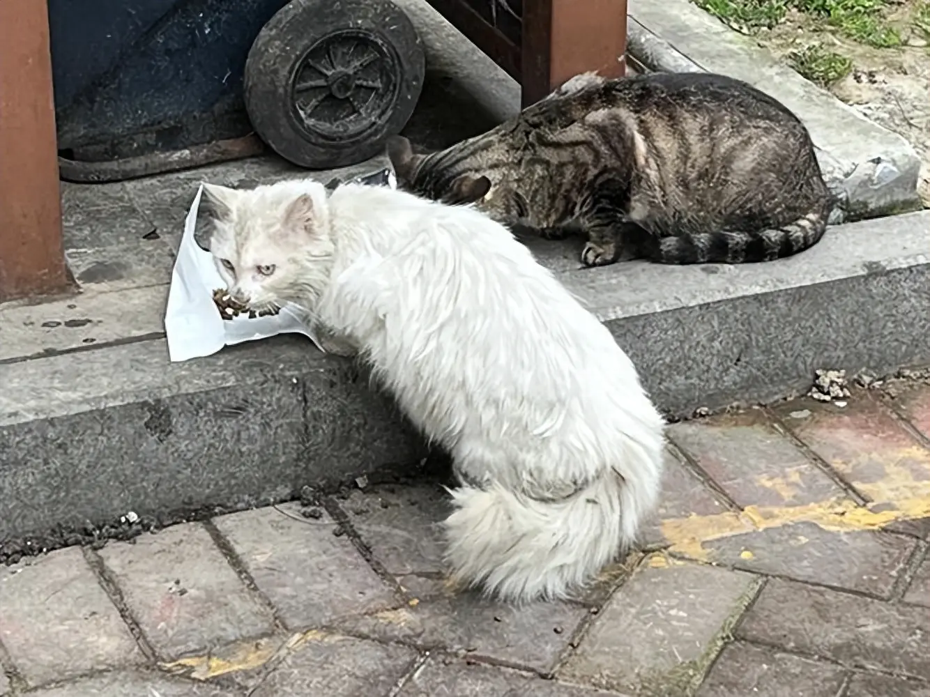 走丢半年的猫，在公园遇到了！时间超过一周以上的，一般很难再找回来了