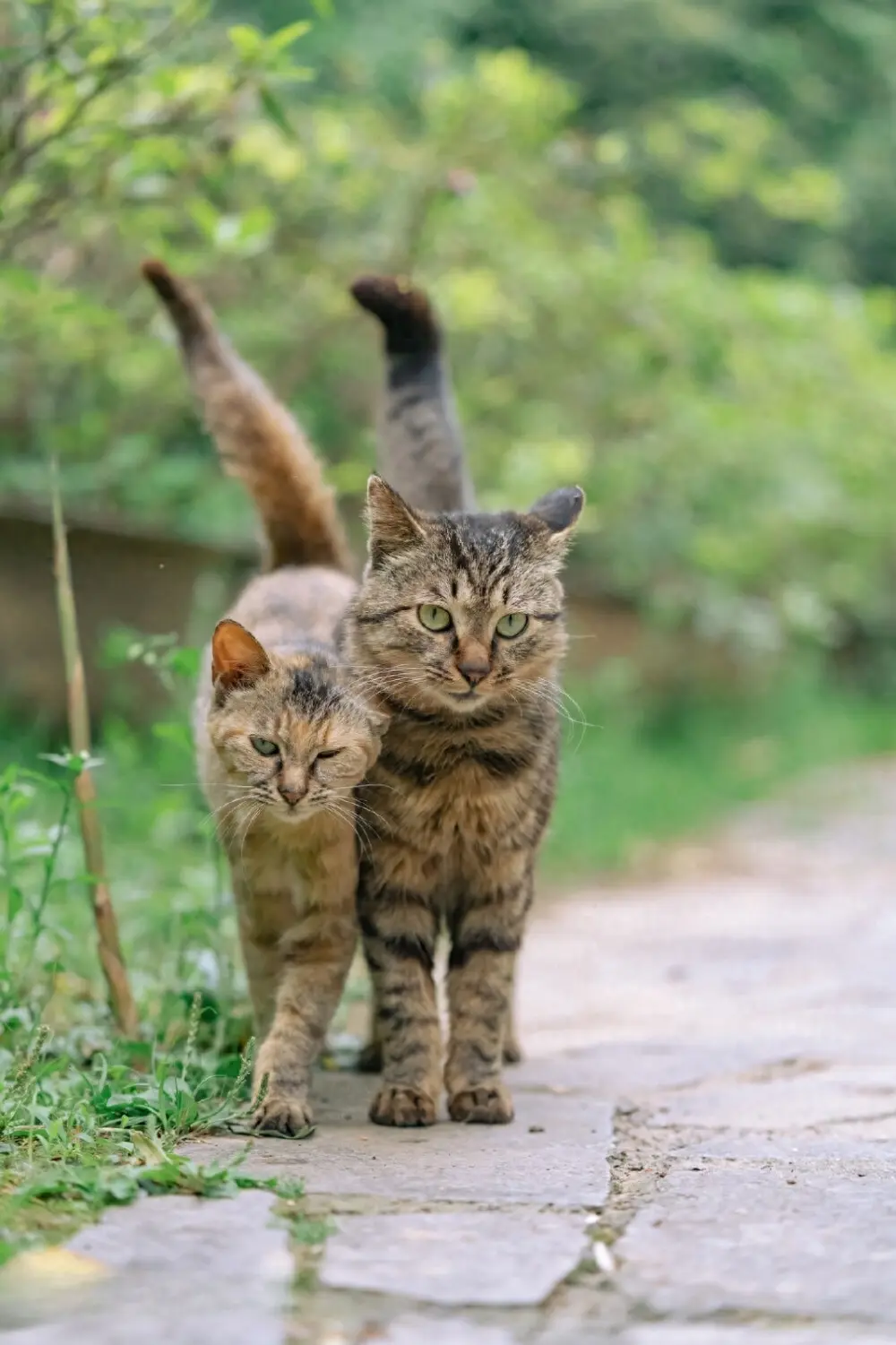 这狸花猫不是很好养的吗？网友的哭诉已经被它弄得崩溃了