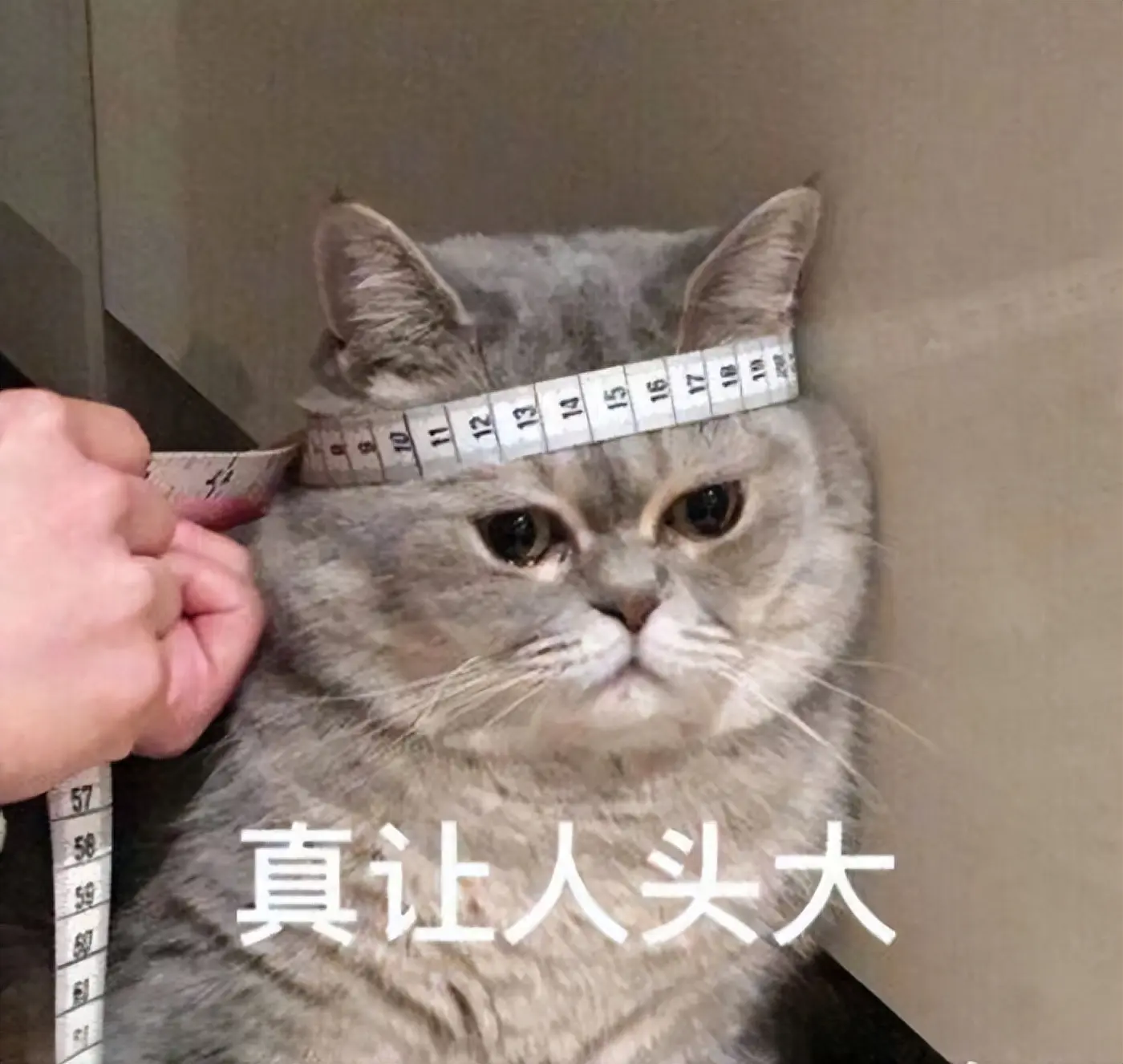 以为到了冬天，猫咪就不会有寄生虫了？天气凉了也别忽视！