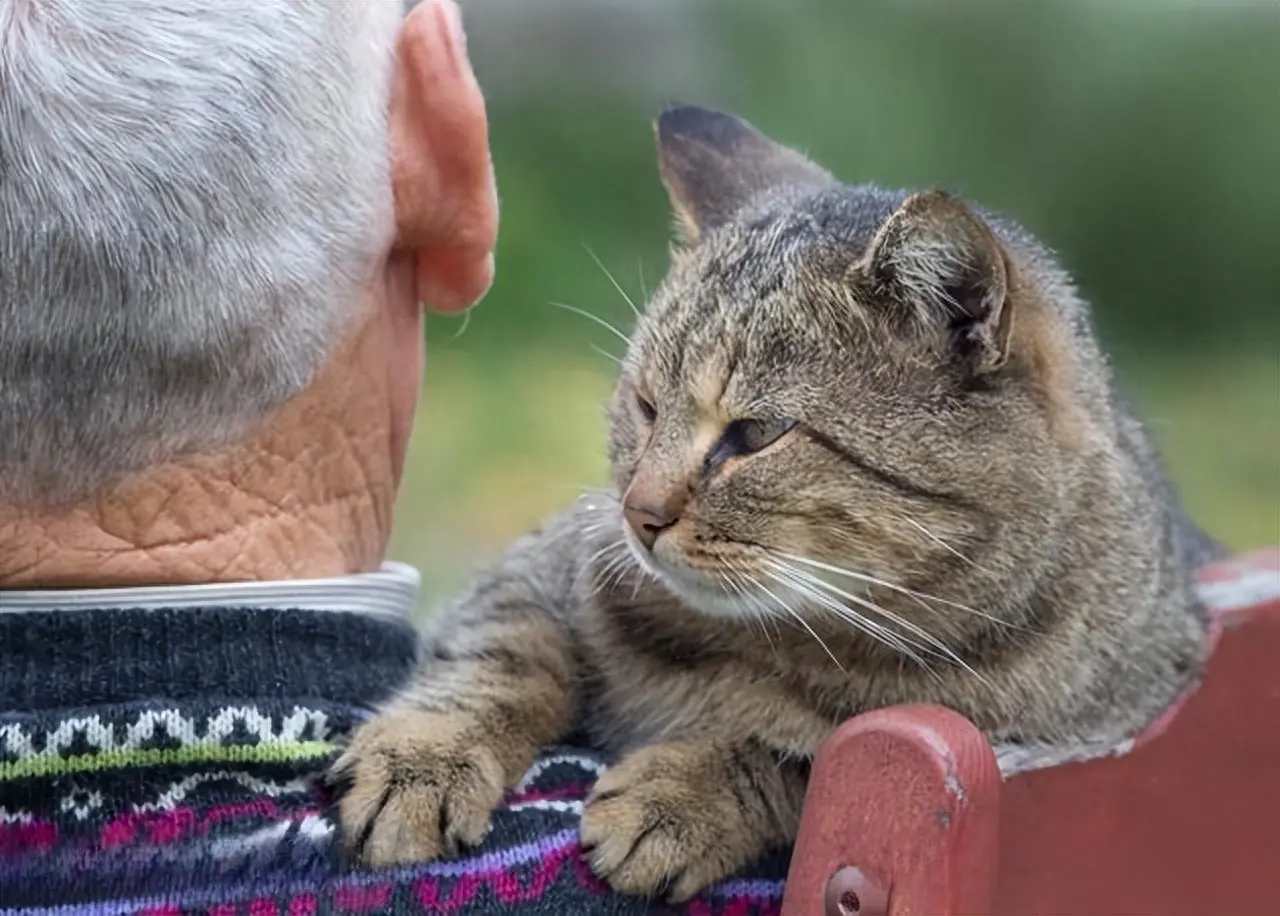 有的人爱猫如子，有的人恨猫入骨，对比明显！