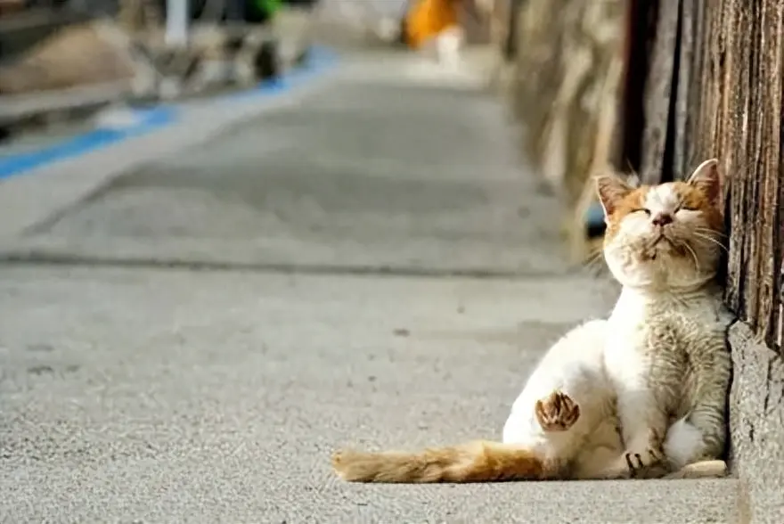 有的人爱猫如子，有的人恨猫入骨，对比明显！