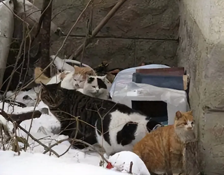 有的人爱猫如子，有的人恨猫入骨，对比明显！