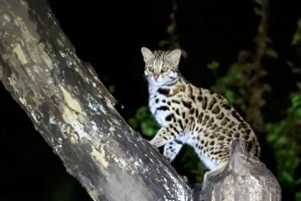 四川大爷荒山中捡到怪猫：草丛中，突然一阵怪异的婴儿叫声传出