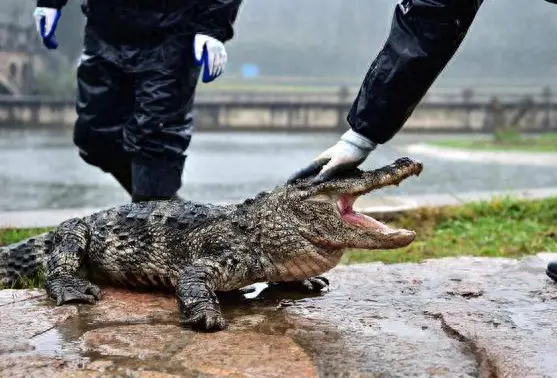 安徽一老妇洗衣时被“龙”袭击：这个生物形似古老传说中的龙