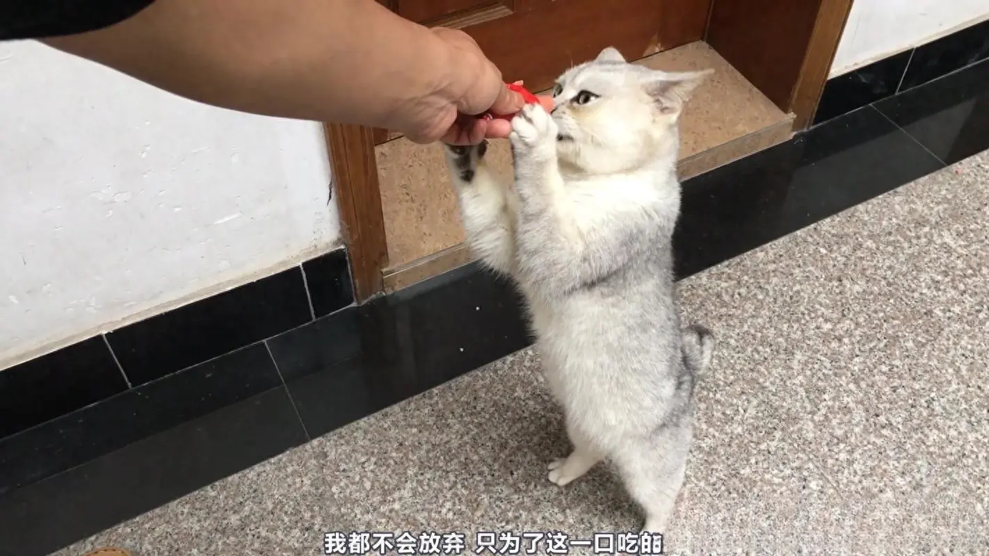 猫咪在犯错后，说‘对不起’的几种方式，你get到了吗？