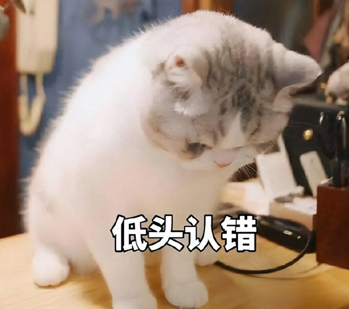 猫咪在犯错后，说‘对不起’的几种方式，你get到了吗？