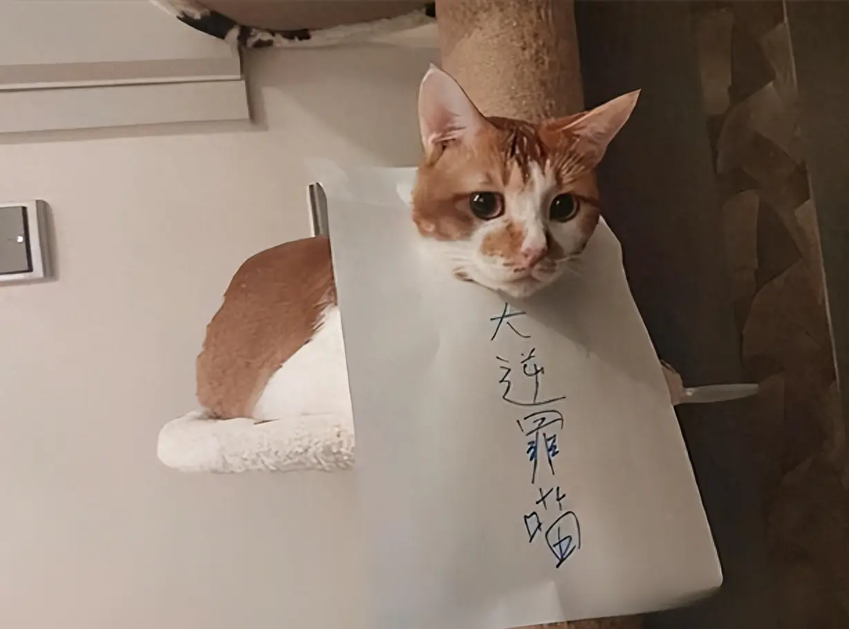 猫咪在犯错后，说‘对不起’的几种方式，你get到了吗？