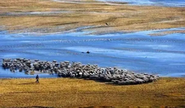 中蒙边境线上的神秘生物：一大批黄羊从蒙古迁移至中国