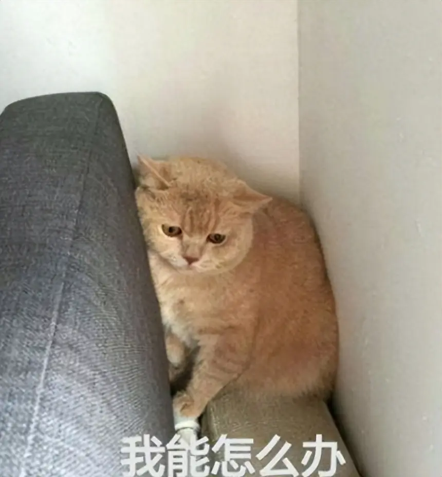 橘猫有这些表现，说明“爱死”你了，认定了你会一直跟着你