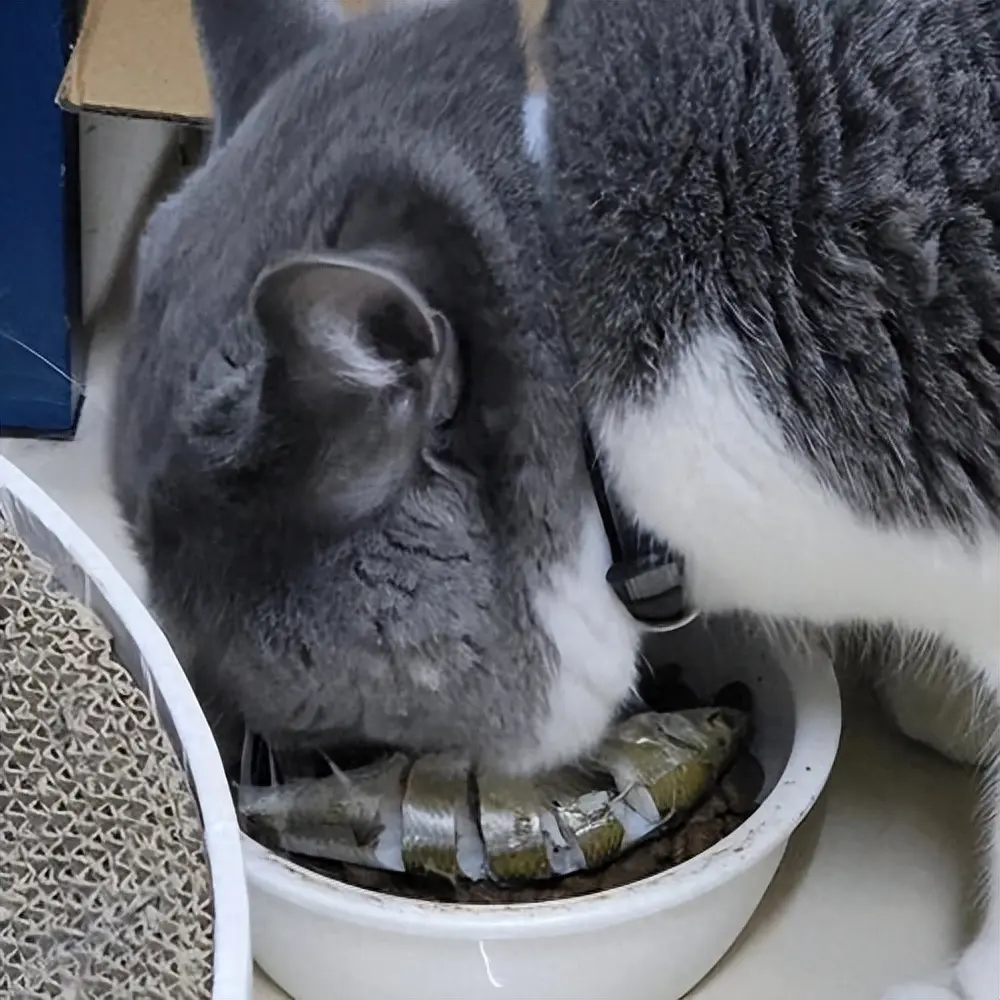 猫咪对蛋白质的需求较高，想要补充蛋白质？推荐多吃这8种食物！