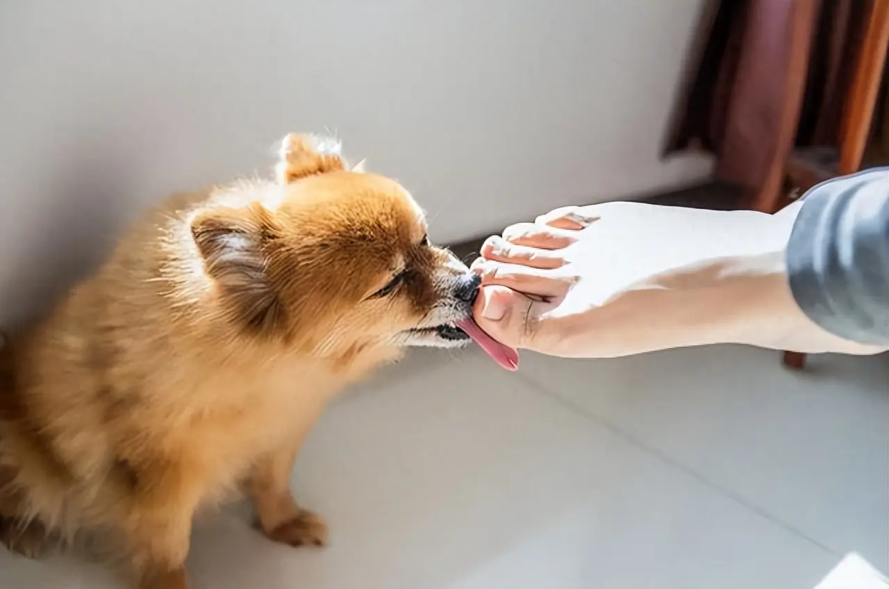 当狗狗做出一些特别的行为时，它其实在告诉你：“你已经是我亲妈了！”