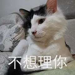 如果猫咪表现出以下6个迹象，说明它讨厌你！