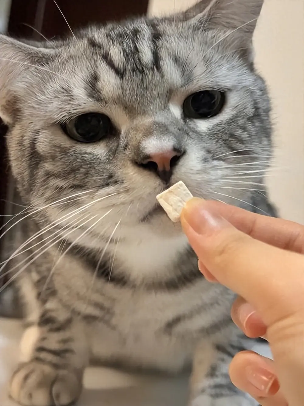 给你介绍7种能提高猫咪“食欲”的食物，看看你家备上了没？