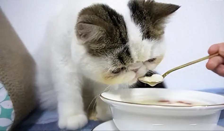 给你介绍7种能提高猫咪“食欲”的食物，看看你家备上了没？