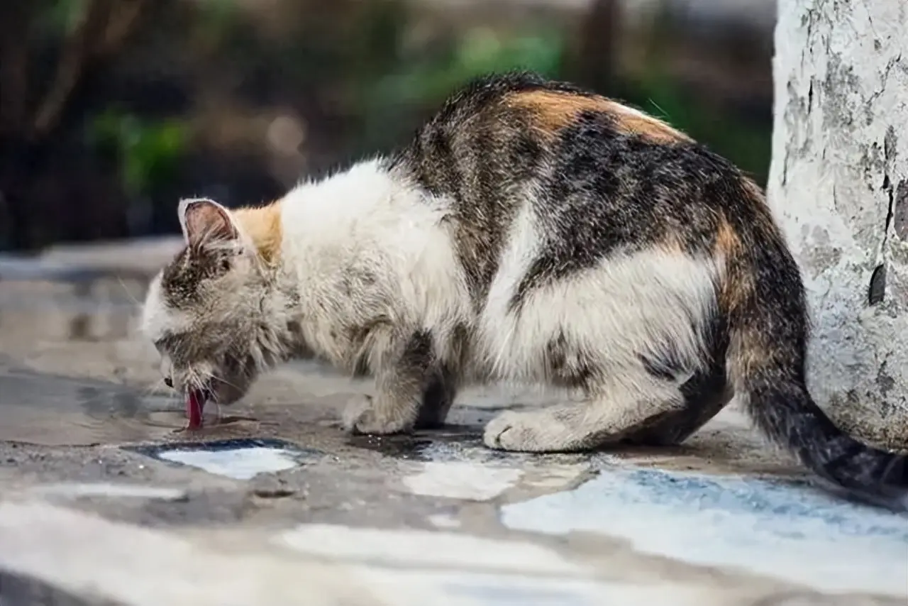 猫咪不小心跑出去了，再回来的概率是非常低的！