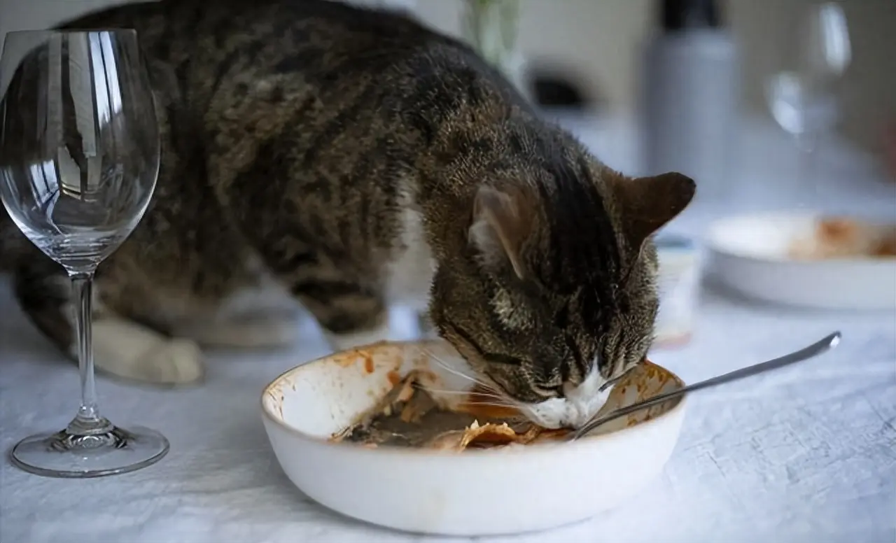 “慢性杀猫”的6种行为，在悄无声息中慢慢侵蚀猫咪的健康