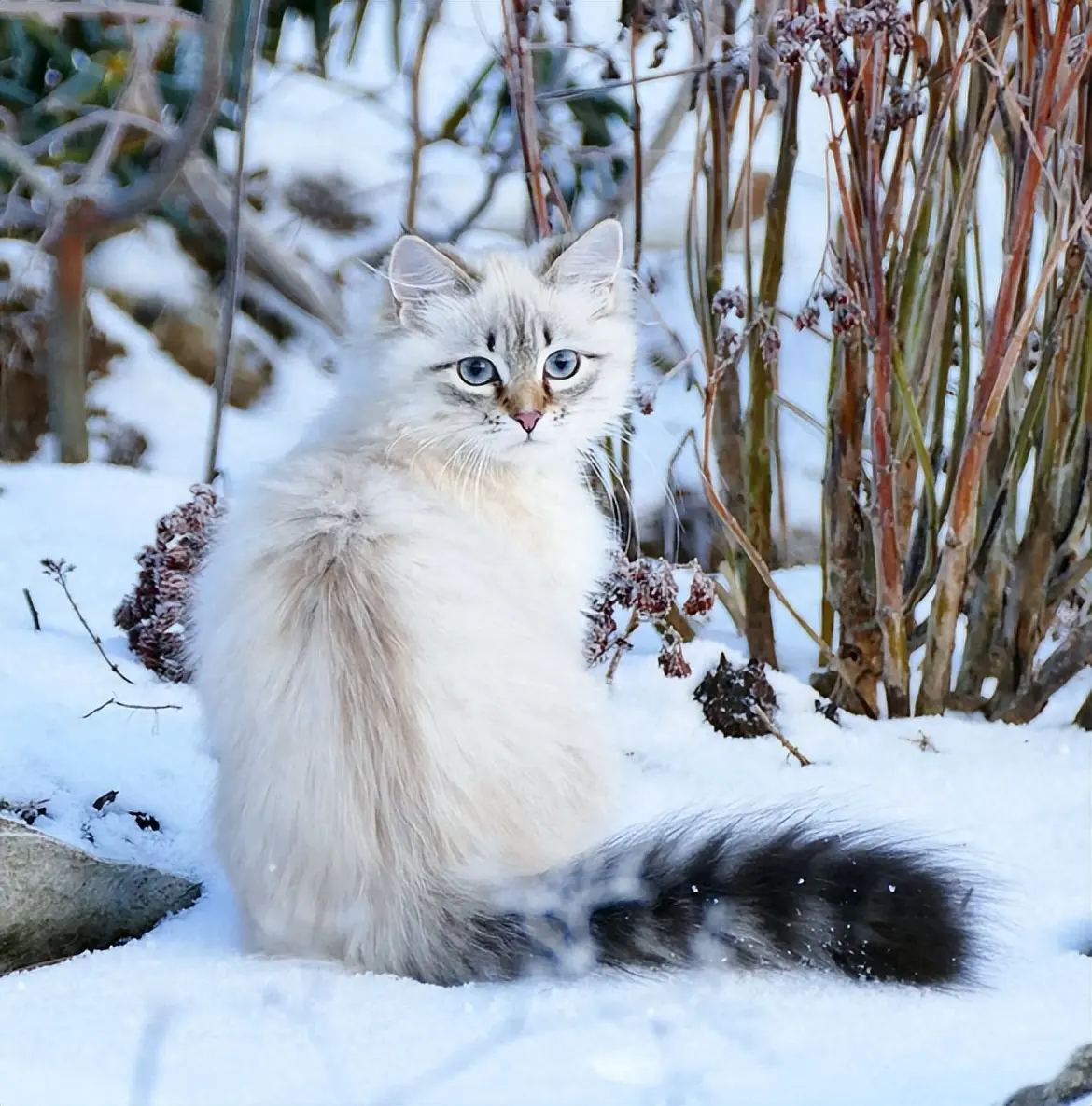 一类是宠物猫，一类是土猫，到底养哪个？