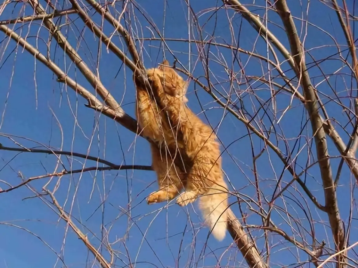 老一辈说“猫死后不能埋”？虽说有些荒谬，但其实也是有依据的