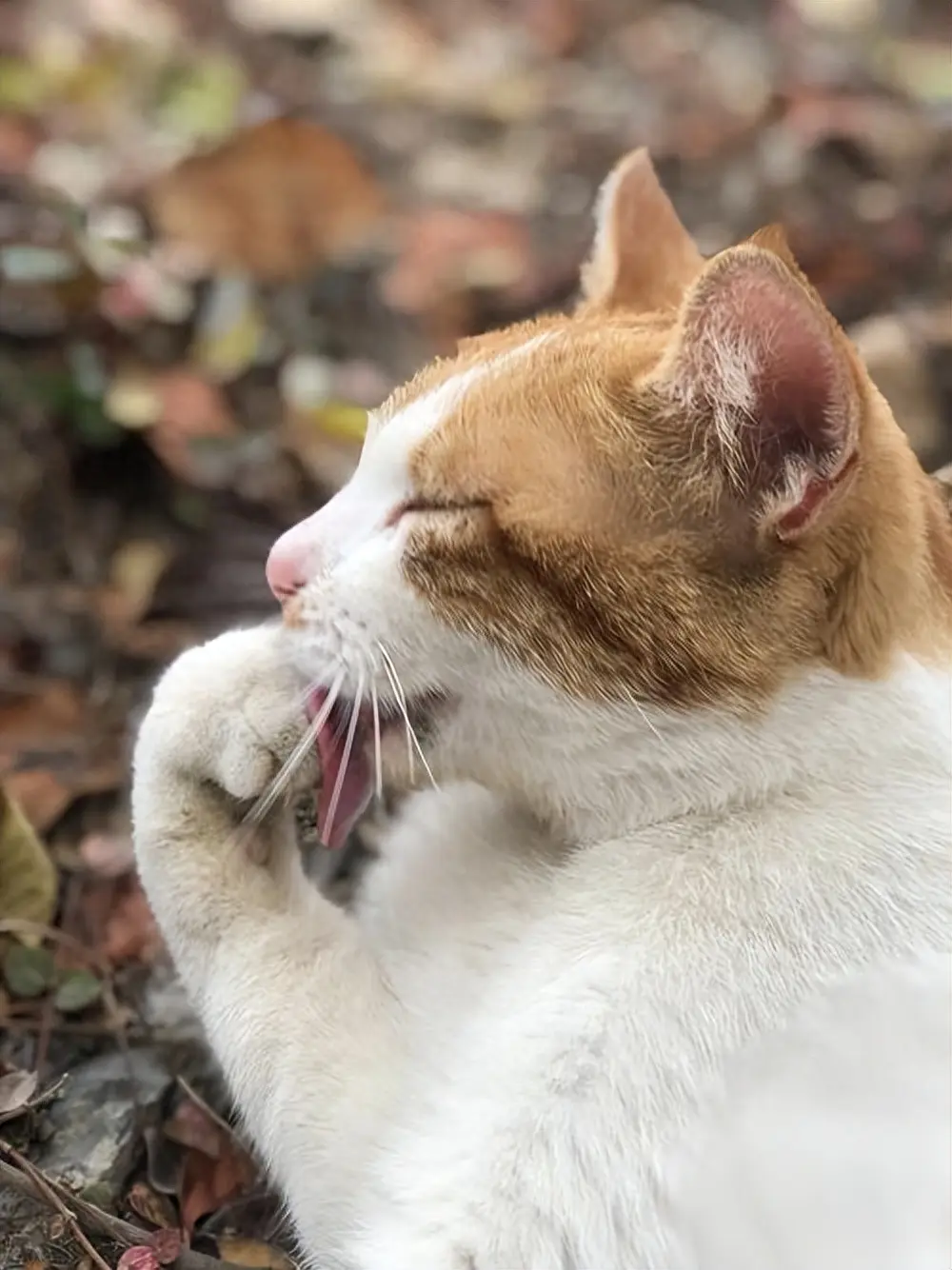 猫咪不让你摸爪子的几个原因，不止是不信任你！