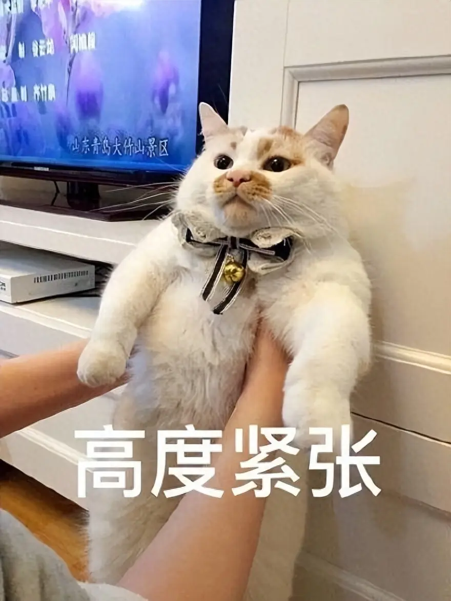 猫咪缺乏“安全感”，会有很明显的表现，你注意到了吗？