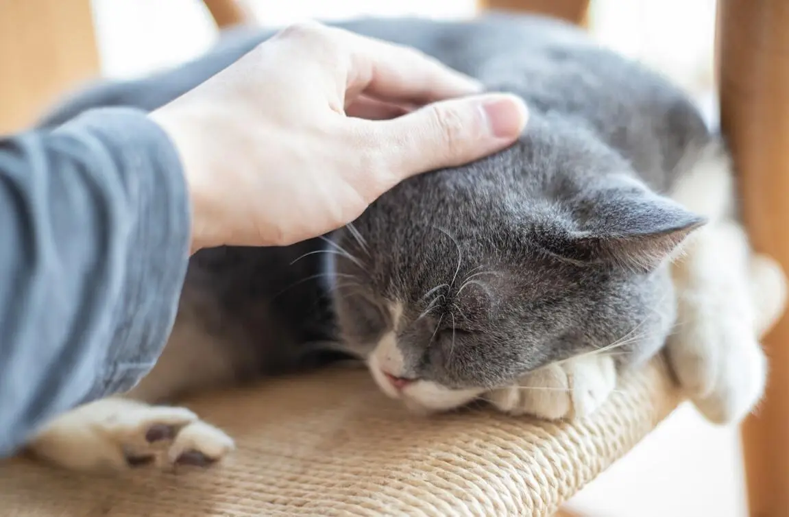 猫咪交配繁衍，为啥母猫发情时惨叫，交配后又满地打滚？