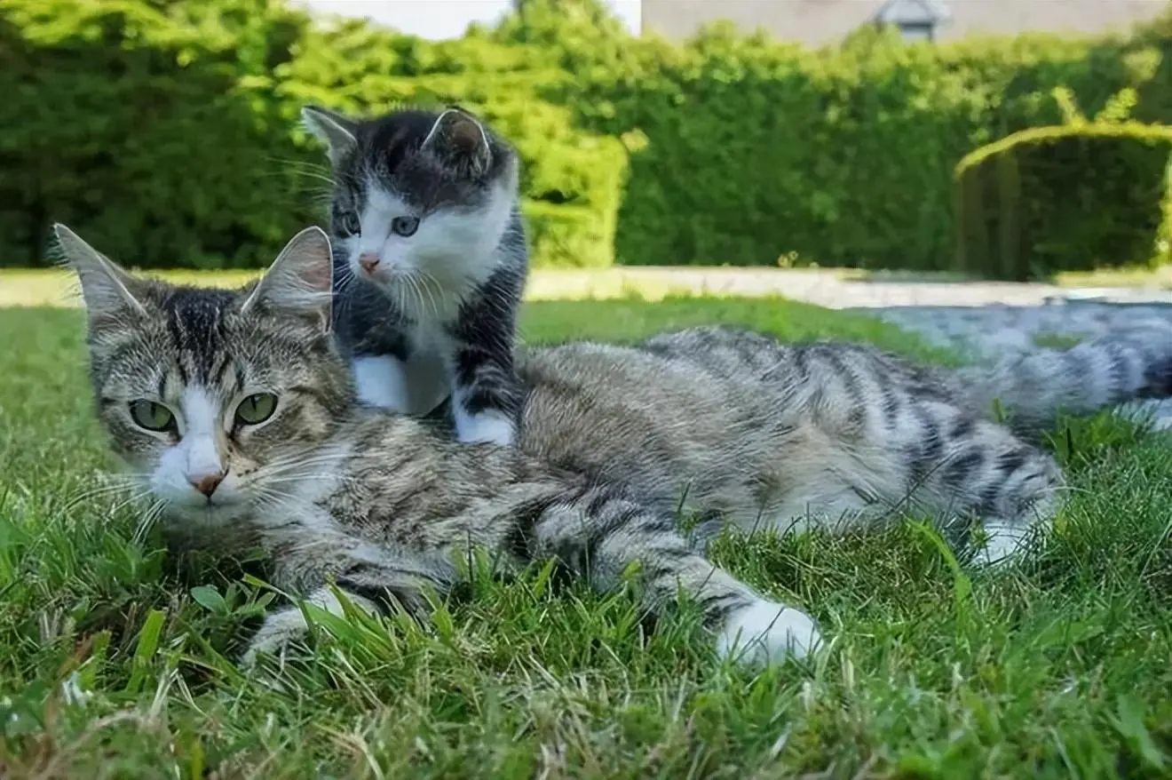 自家的猫咪已经被“噶”了，但还是会乱叫、乱尿！这绝育的钱岂不是白花了？