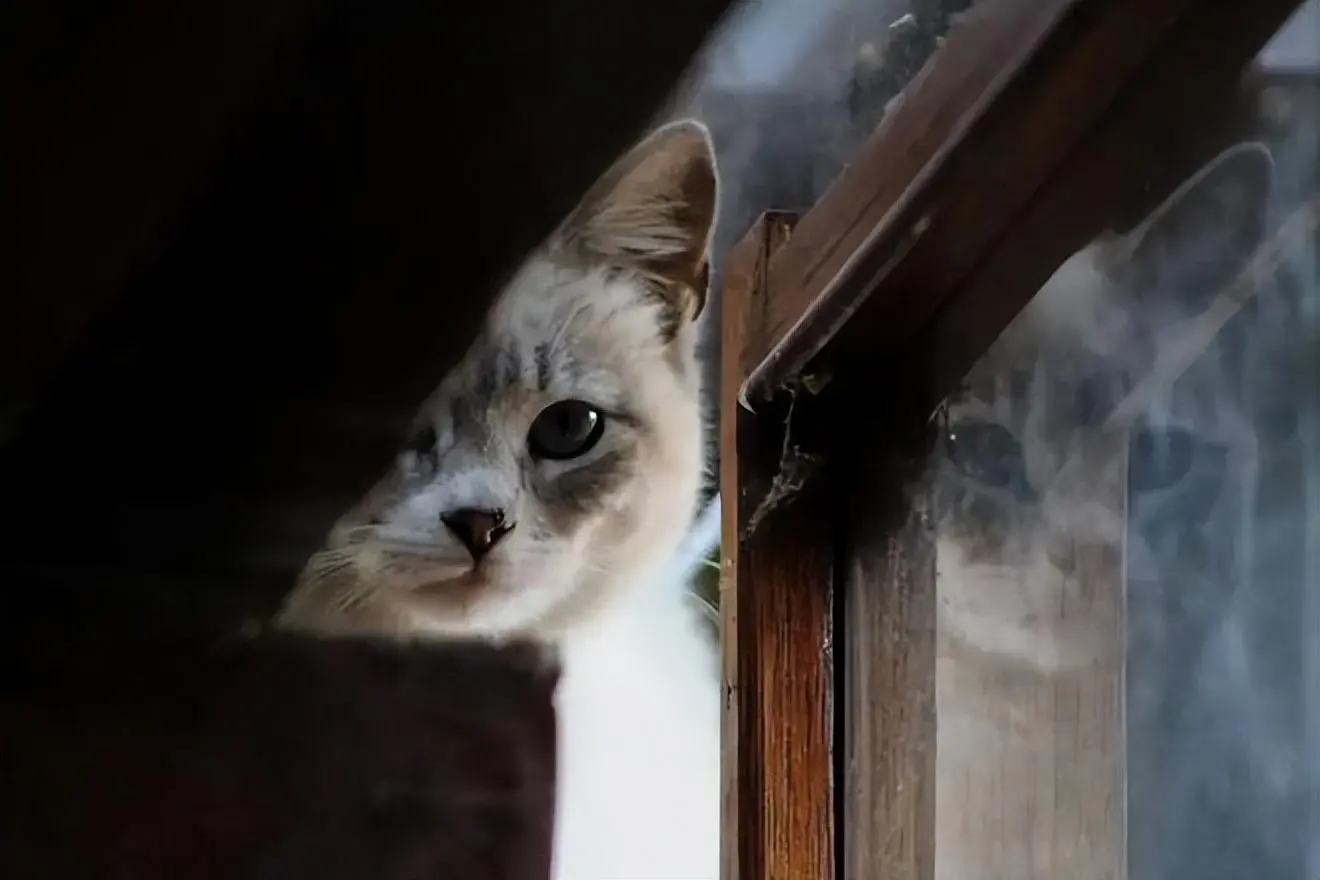 我家猫小时候胆子很大，长大了却成了一只社恐猫！