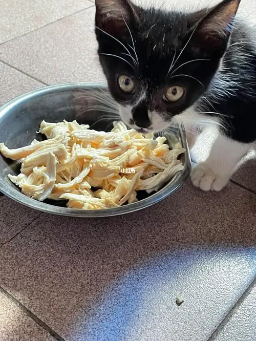 猫咪“做梦”都想吃的食物，你有喂过哪几种呢？