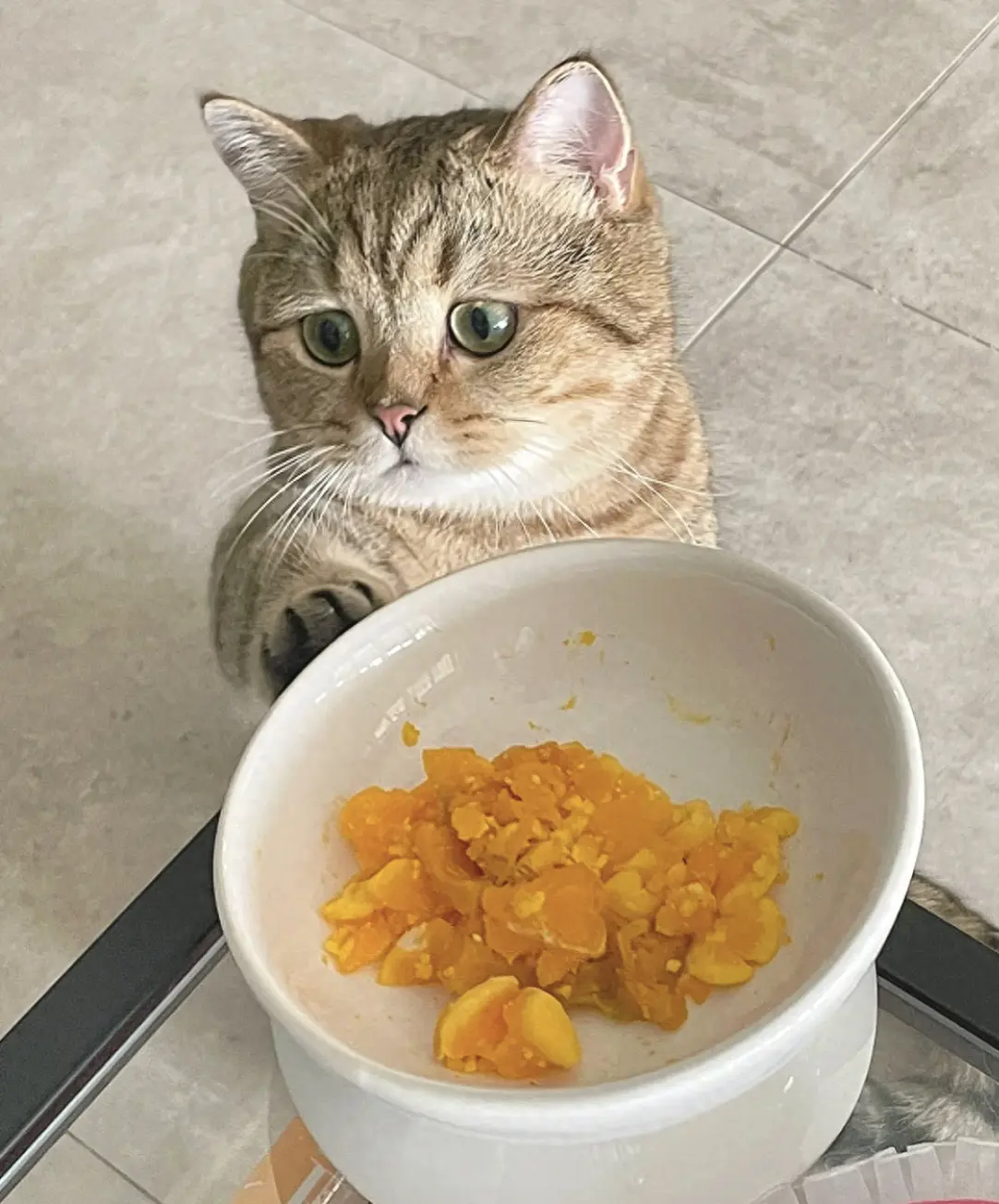 猫咪“做梦”都想吃的食物，你有喂过哪几种呢？