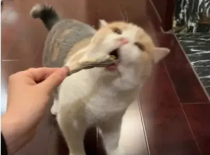 猫咪“做梦”都想吃的食物，你有喂过哪几种呢？