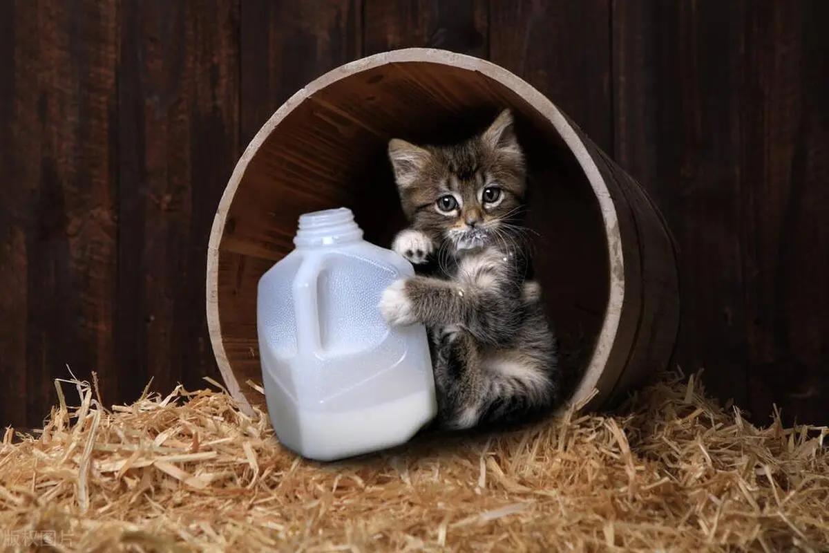 猫咪“做梦”都想吃的食物，你有喂过哪几种呢？