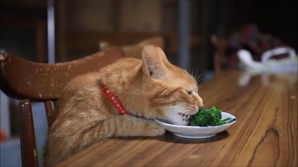 猫咪“做梦”都想吃的食物，你有喂过哪几种呢？