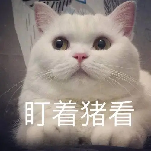 猫咪“胖嘟嘟”：是可爱加分，还是健康隐患？