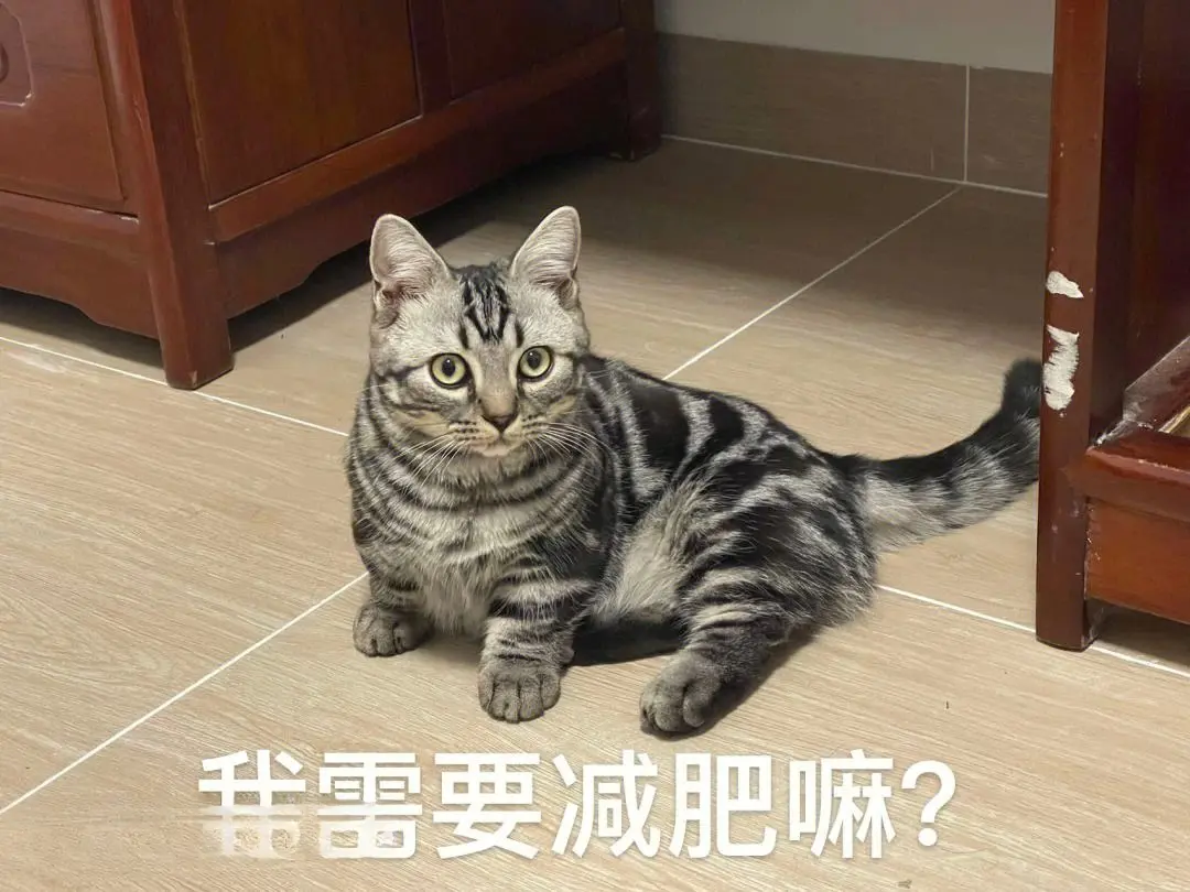 猫咪“胖嘟嘟”：是可爱加分，还是健康隐患？