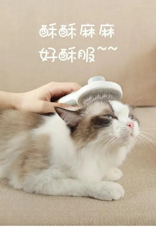 怎么样的猫咪才算是高颜值呢？如何让你家猫咪颜值逆袭？