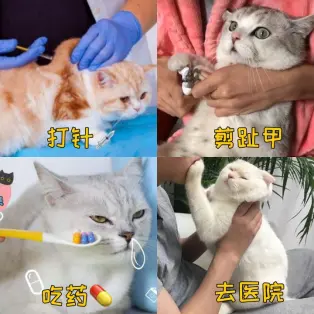 猫咪的“偏心”行为：对猫百般照顾，它却“独爱”家里某一个人！