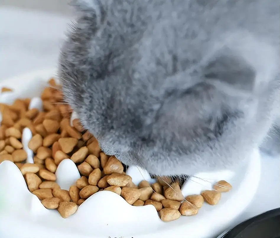 市面上猫粮种类繁多，1分钟教你如何挑选好的猫粮！